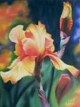 Iris - Pastel