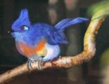 Le Coua Christata - Pastel
