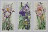 Iris - Aquarelle
